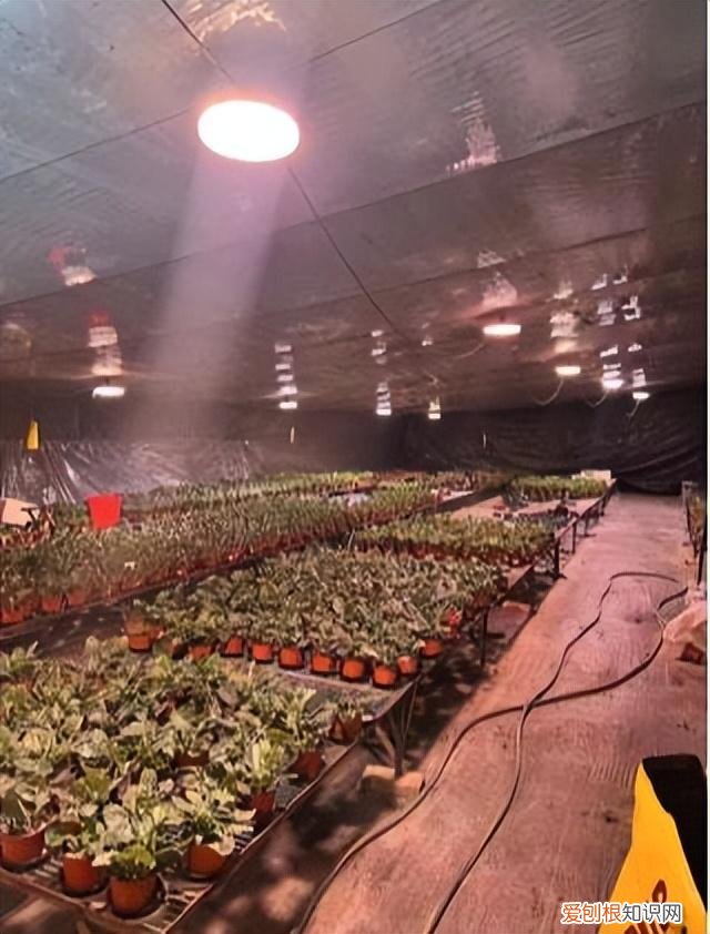 快手年薪30万,从月薪几千到年薪数十万:被快手改变命运的养花少年