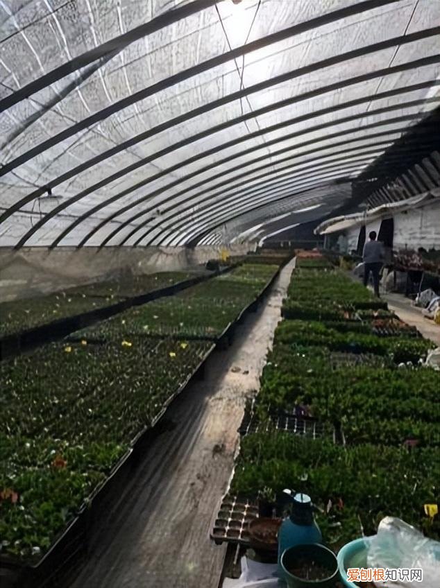 快手年薪30万,从月薪几千到年薪数十万:被快手改变命运的养花少年