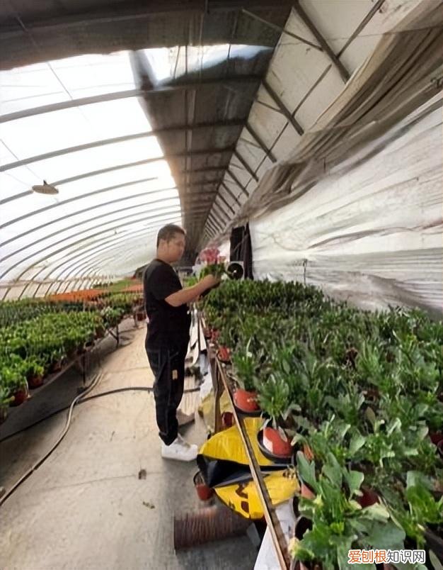 快手年薪30万,从月薪几千到年薪数十万:被快手改变命运的养花少年