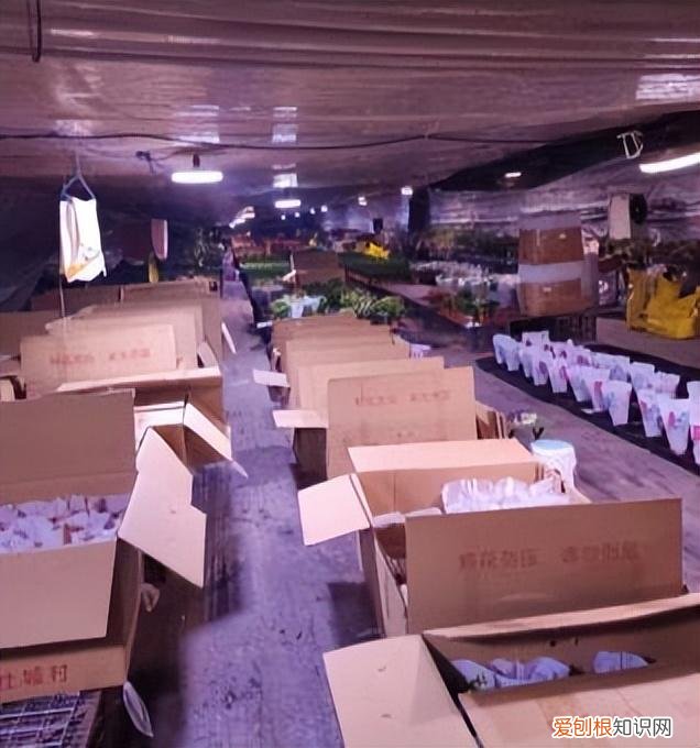 快手年薪30万,从月薪几千到年薪数十万:被快手改变命运的养花少年