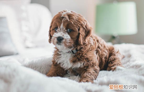 为什么博美总是哼哼唧唧的叫 为什么博美总是哼哼