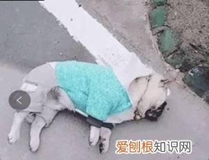 警告：“小区已经申领2000包毒狗粮，毒死狗后果自负！”，小区毒狗事件最新版