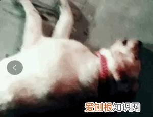 警告：“小区已经申领2000包毒狗粮，毒死狗后果自负！”，小区毒狗事件最新版