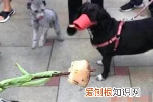 警告：“小区已经申领2000包毒狗粮，毒死狗后果自负！”，小区毒狗事件最新版