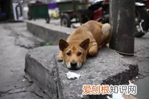 警告：“小区已经申领2000包毒狗粮，毒死狗后果自负！”，小区毒狗事件最新版