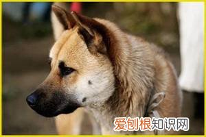 警告：“小区已经申领2000包毒狗粮，毒死狗后果自负！”，小区毒狗事件最新版