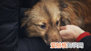 狗狗走失后…生命便开始倒计时！，狗狗生命倒计时该如何陪它度过
