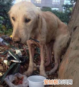狗狗走失后…生命便开始倒计时！，狗狗生命倒计时该如何陪它度过