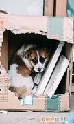 狗狗走失后…生命便开始倒计时！，狗狗生命倒计时该如何陪它度过
