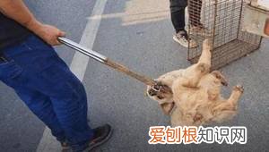 狗狗走失后…生命便开始倒计时！，狗狗生命倒计时该如何陪它度过