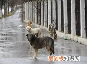 狗狗走失后…生命便开始倒计时！，狗狗生命倒计时该如何陪它度过