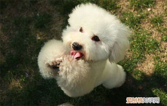 狗狗耳朵向后贴代表什么，狗耳朵向后贴着头何意