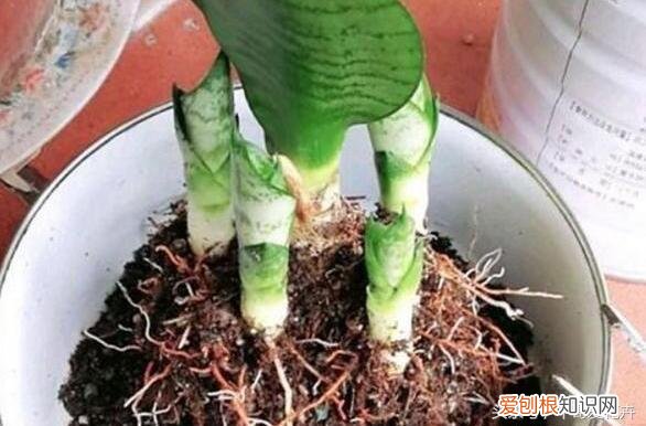 三分的钱有吗，这种“3分钱”的小东西浇盆里，花草“飞”着长，挤“爆”盆！