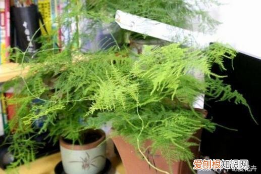 三分的钱有吗，这种“3分钱”的小东西浇盆里，花草“飞”着长，挤“爆”盆！