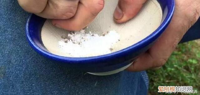 三分的钱有吗，这种“3分钱”的小东西浇盆里，花草“飞”着长，挤“爆”盆！