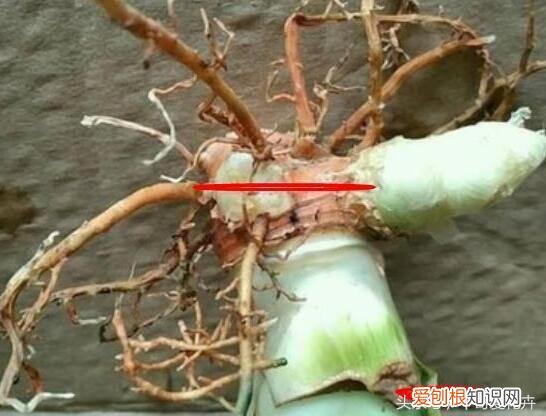 三分的钱有吗，这种“3分钱”的小东西浇盆里，花草“飞”着长，挤“爆”盆！