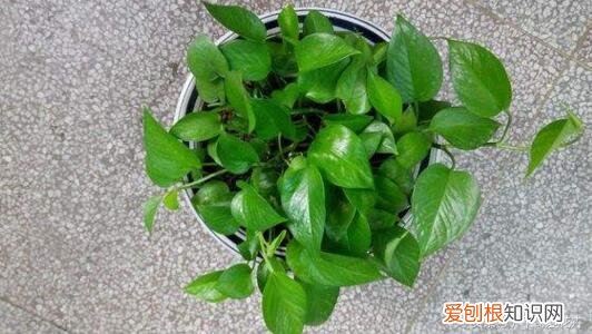 三分的钱有吗，这种“3分钱”的小东西浇盆里，花草“飞”着长，挤“爆”盆！