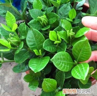 三分的钱有吗，这种“3分钱”的小东西浇盆里，花草“飞”着长，挤“爆”盆！