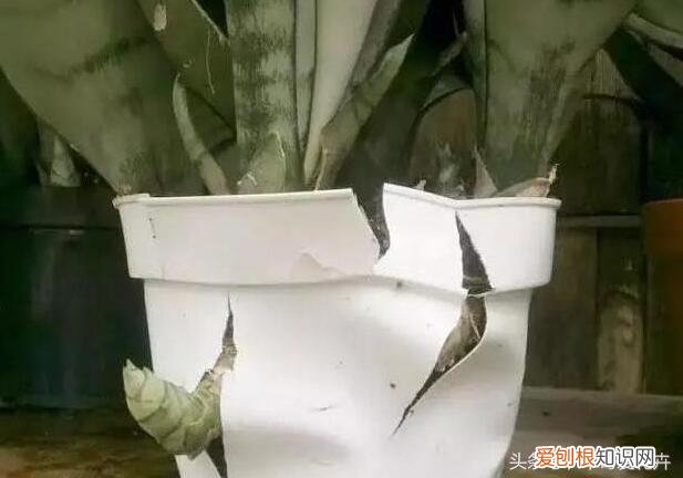 三分的钱有吗，这种“3分钱”的小东西浇盆里，花草“飞”着长，挤“爆”盆！