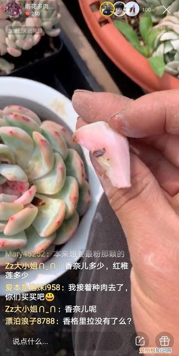快手拍卖不付款惩罚,现场选花 现场拍卖 快手直播间变“花卉展销大厅”