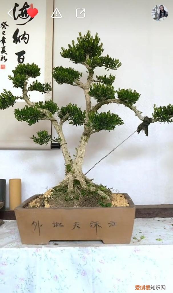 快手拍卖不付款惩罚,现场选花 现场拍卖 快手直播间变“花卉展销大厅”