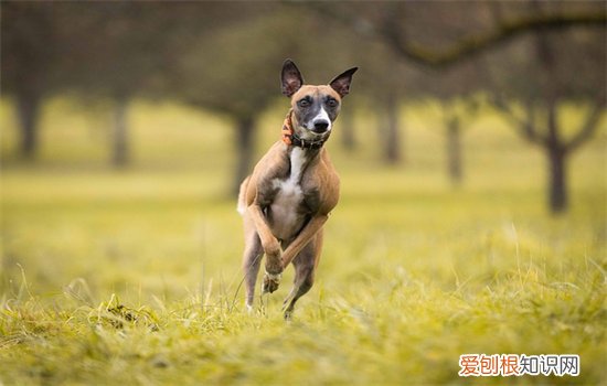 马犬咬人吗，马犬会不会随便咬人