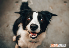 边牧几个月能听懂人说话，边牧为什么能听懂人说话