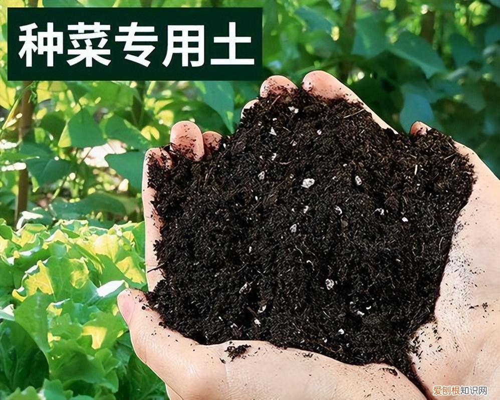 上海市一小学生骑共享单车被撞死,发现上海一小姐姐,用100多个“塑料瓶子”种蔬菜,又美又实用