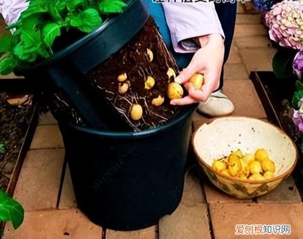 上海市一小学生骑共享单车被撞死,发现上海一小姐姐,用100多个“塑料瓶子”种蔬菜,又美又实用