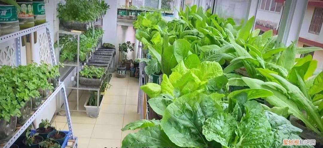 上海市一小学生骑共享单车被撞死,发现上海一小姐姐,用100多个“塑料瓶子”种蔬菜,又美又实用