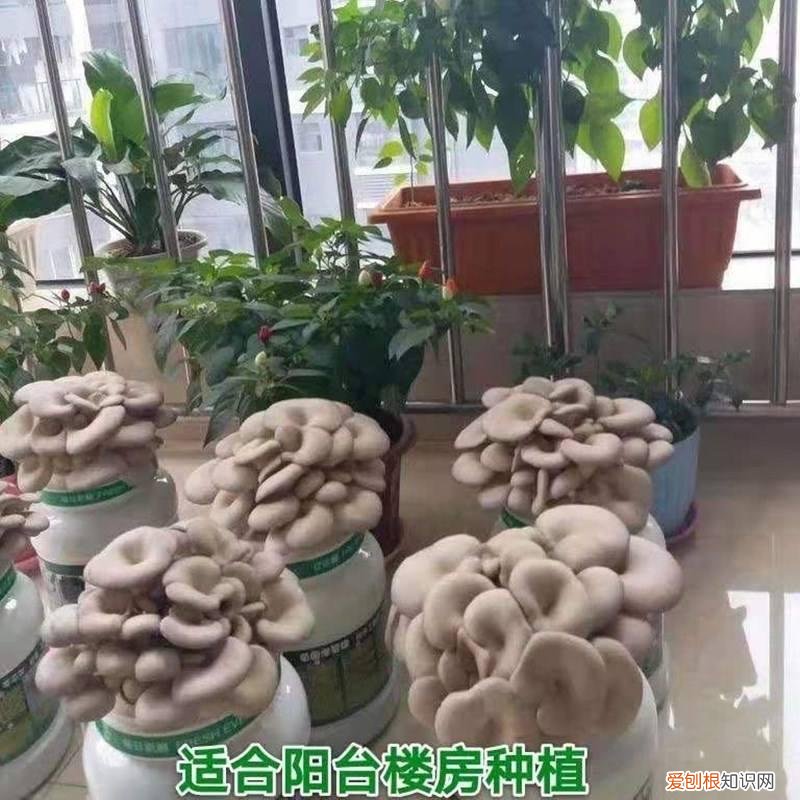 上海市一小学生骑共享单车被撞死,发现上海一小姐姐,用100多个“塑料瓶子”种蔬菜,又美又实用