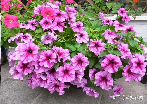 花盆里放什么不烂根不黄叶，阳台养花，肥料这样用，盆土不板结，花花不黄叶还蹭蹭长！
