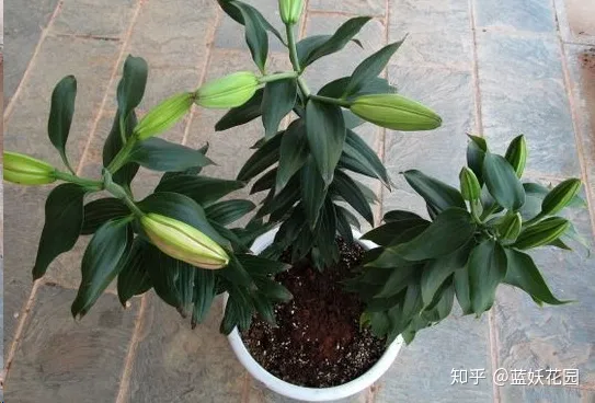 花盆里放什么不烂根不黄叶，阳台养花，肥料这样用，盆土不板结，花花不黄叶还蹭蹭长！
