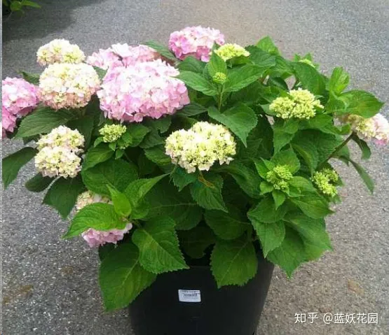 花盆里放什么不烂根不黄叶，阳台养花，肥料这样用，盆土不板结，花花不黄叶还蹭蹭长！