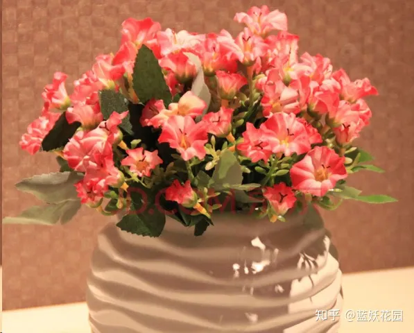 花盆里放什么不烂根不黄叶，阳台养花，肥料这样用，盆土不板结，花花不黄叶还蹭蹭长！