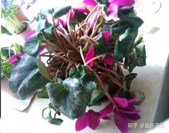 阳台上的那盆花该浇水了，阳台养花，浇你4个小技巧，花花不烂根，爆盆快！