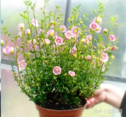 阳台上的那盆花该浇水了，阳台养花，浇你4个小技巧，花花不烂根，爆盆快！