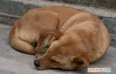 杜宾犬的尾巴一定要剪吗 杜宾尾巴怎么剪