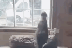注意！到家后一定要与狗狗保持距离！，小狗刚进家要和大狗隔离么