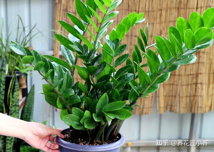 冬天的花用浇水吗，冬天浇花管不住手，教你2个“笨办法”，让你养花不烂根