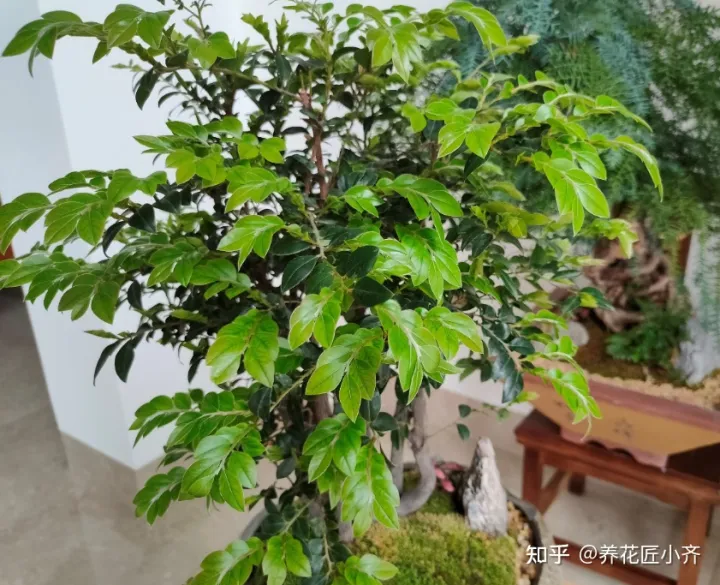 冬天的花用浇水吗，冬天浇花管不住手，教你2个“笨办法”，让你养花不烂根