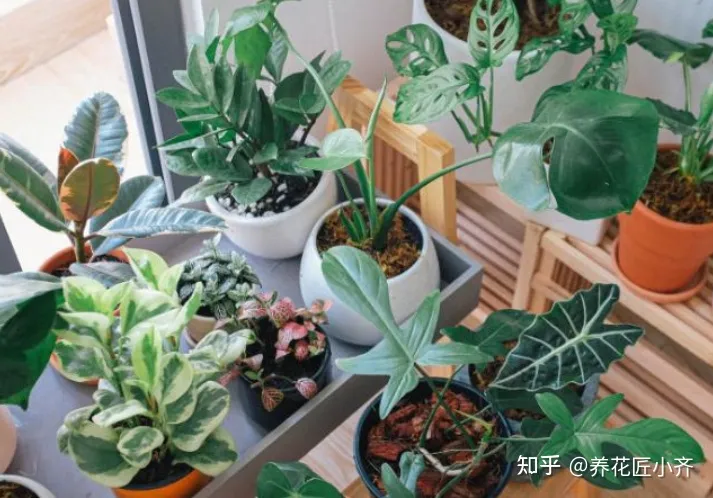 冬天的花用浇水吗，冬天浇花管不住手，教你2个“笨办法”，让你养花不烂根