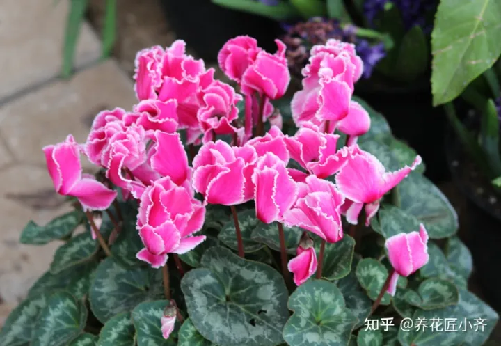 好养活的花卉植物室外有哪些，5种漂亮花，年年买，年年养不活？教你养护诀窍，来年照样开花