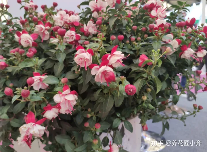 好养活的花卉植物室外有哪些，5种漂亮花，年年买，年年养不活？教你养护诀窍，来年照样开花