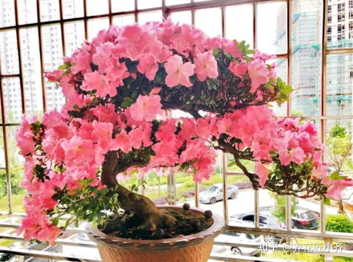 好养活的花卉植物室外有哪些，5种漂亮花，年年买，年年养不活？教你养护诀窍，来年照样开花