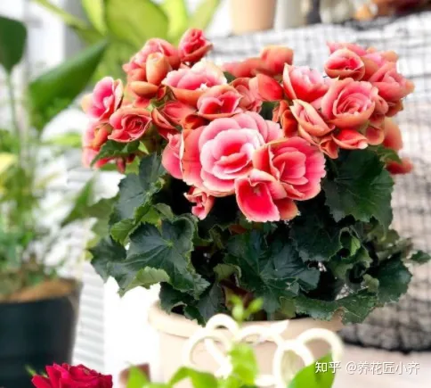 好养活的花卉植物室外有哪些，5种漂亮花，年年买，年年养不活？教你养护诀窍，来年照样开花