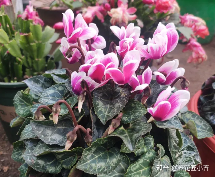 好养活的花卉植物室外有哪些，5种漂亮花，年年买，年年养不活？教你养护诀窍，来年照样开花