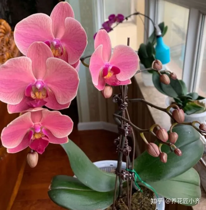 好养活的花卉植物室外有哪些，5种漂亮花，年年买，年年养不活？教你养护诀窍，来年照样开花