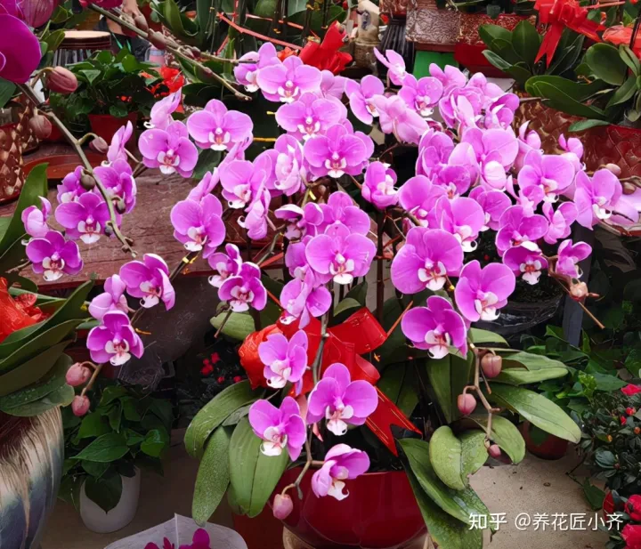 好养活的花卉植物室外有哪些，5种漂亮花，年年买，年年养不活？教你养护诀窍，来年照样开花