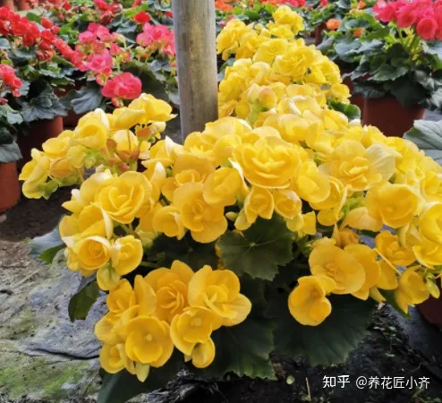 好养活的花卉植物室外有哪些，5种漂亮花，年年买，年年养不活？教你养护诀窍，来年照样开花